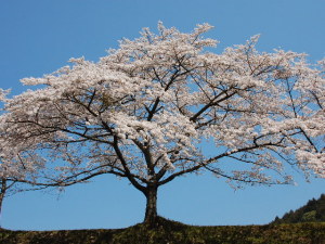 うぐい川の桜